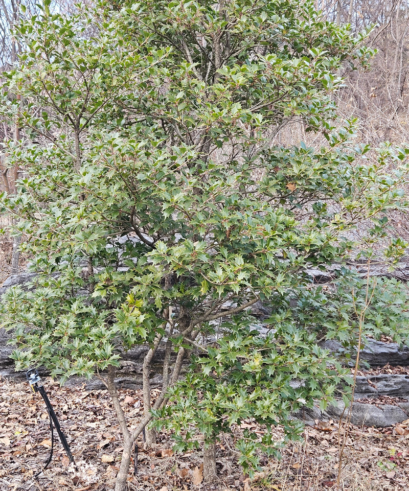 호랑가시나무 수형