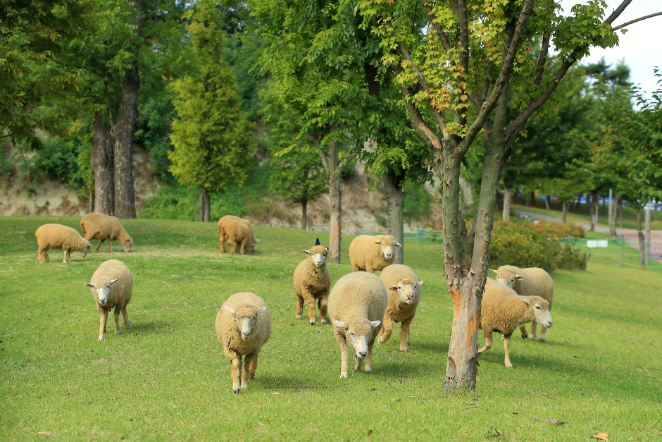 늘솔길 공원에 양떼가 돌아다니는 사진