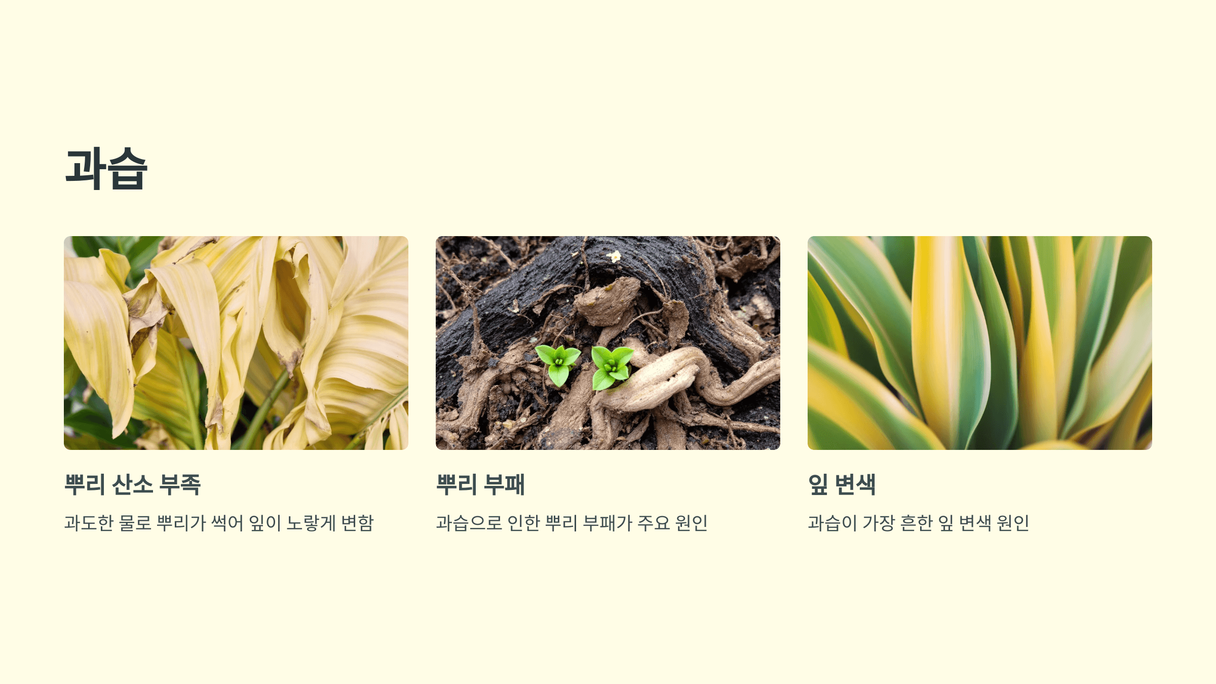 행운목과 관련된 사진입니다.