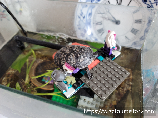 거북이의 휴식 타임: 육지섬에서의 여유