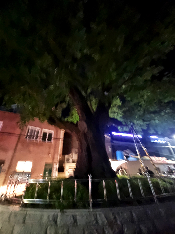 남해 회나무뒷고기