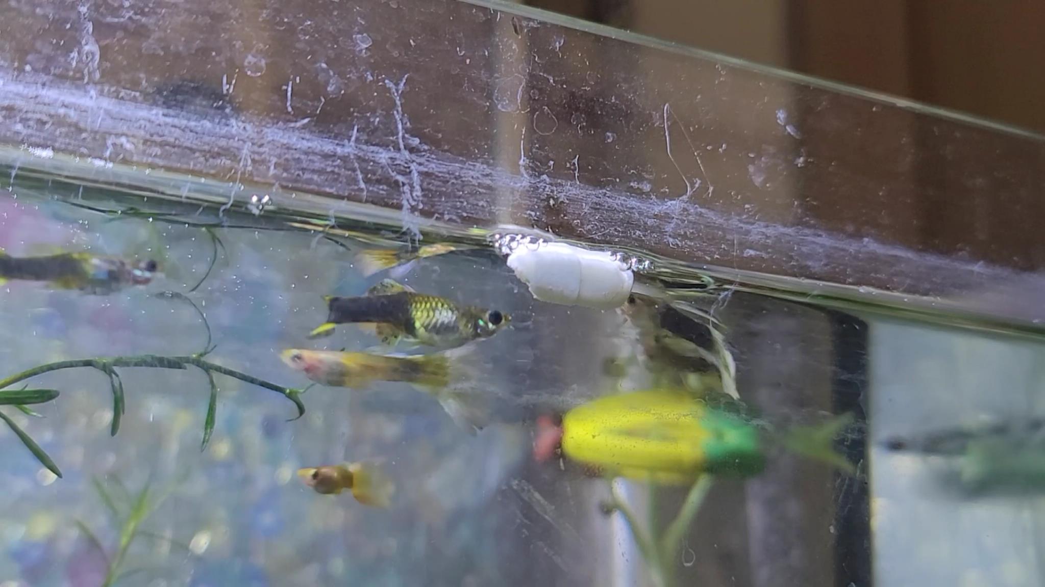 유산균을 먹는 구피 모습