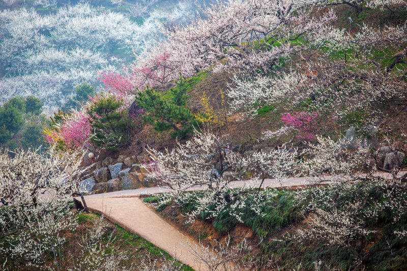 광양 청매실농원 : 섬진강과 장독대가 어우러진 봄꽃 여행지