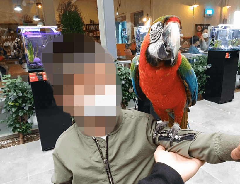 실내동물원-남아-앵무새체험