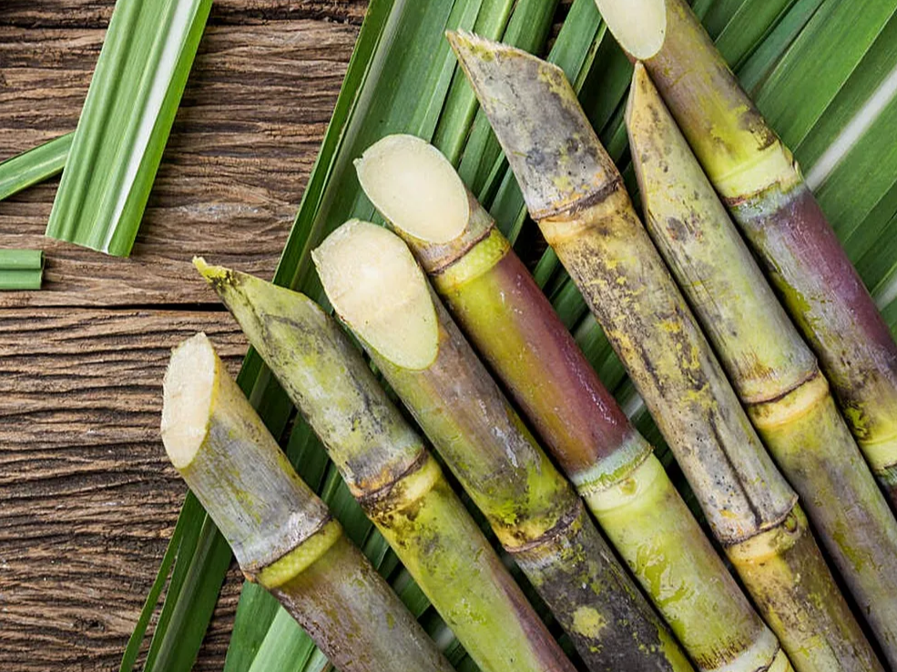 폴리코사놀의 효능