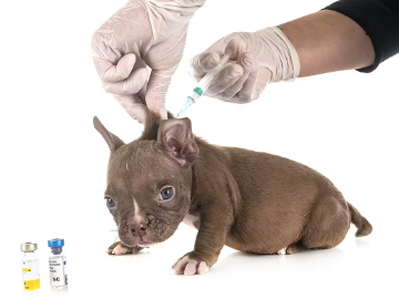 강아지 백신 광견병 백신.