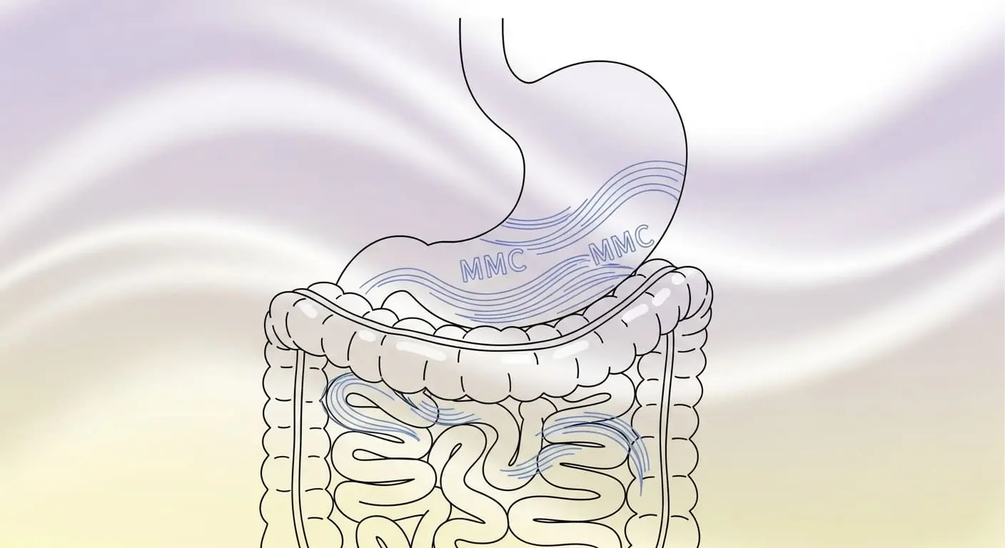 단식 중 소화기관이 휴식 모드로 들어가 부드럽게 청소되는 모습을 표현한 그림. 위와 장이 평화롭게 움직이며 다음 식사를 준비하는 모습.