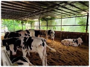 아그로랜드 태신목장