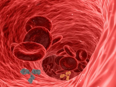 커피 혈관 수축