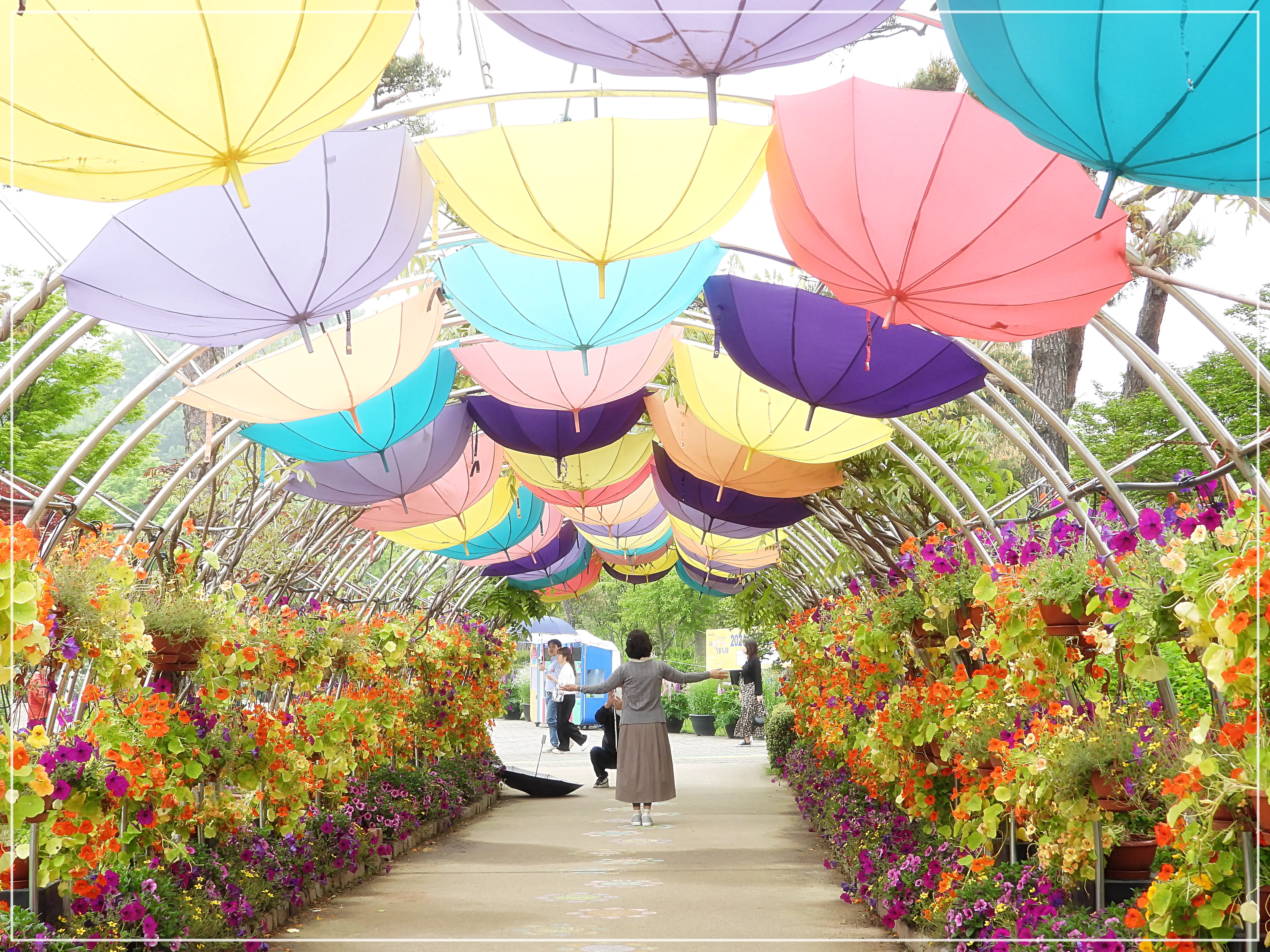 함평나비대축제