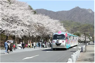 서울대공원 벚꽃축제