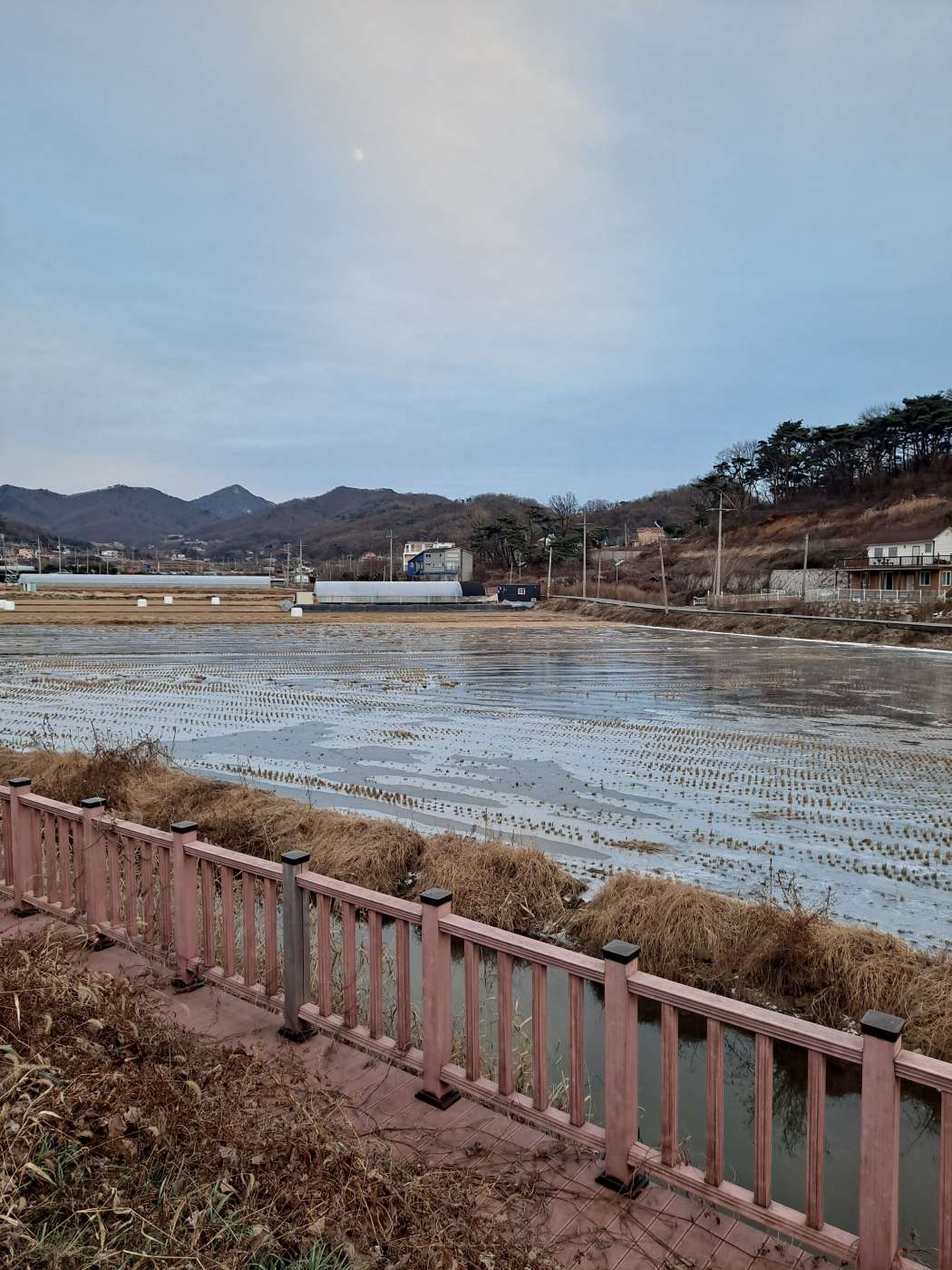 장화리 얼어붙은 논