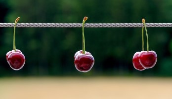 올팜 작물 난이도 정리 올웨이즈