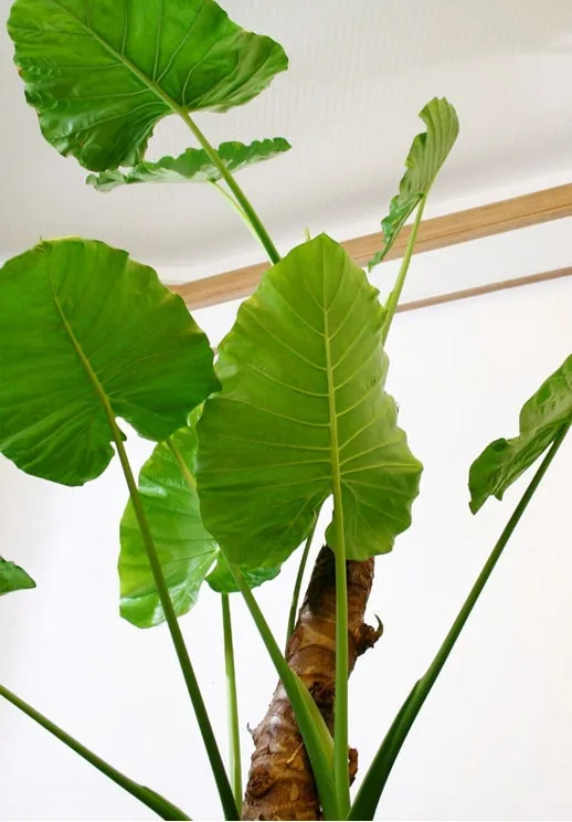 알로카시아 키우기 물주기 햇빛온도 관리 잎 크게 키우는 법_2