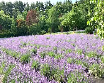 고성 라벤더 축제_12