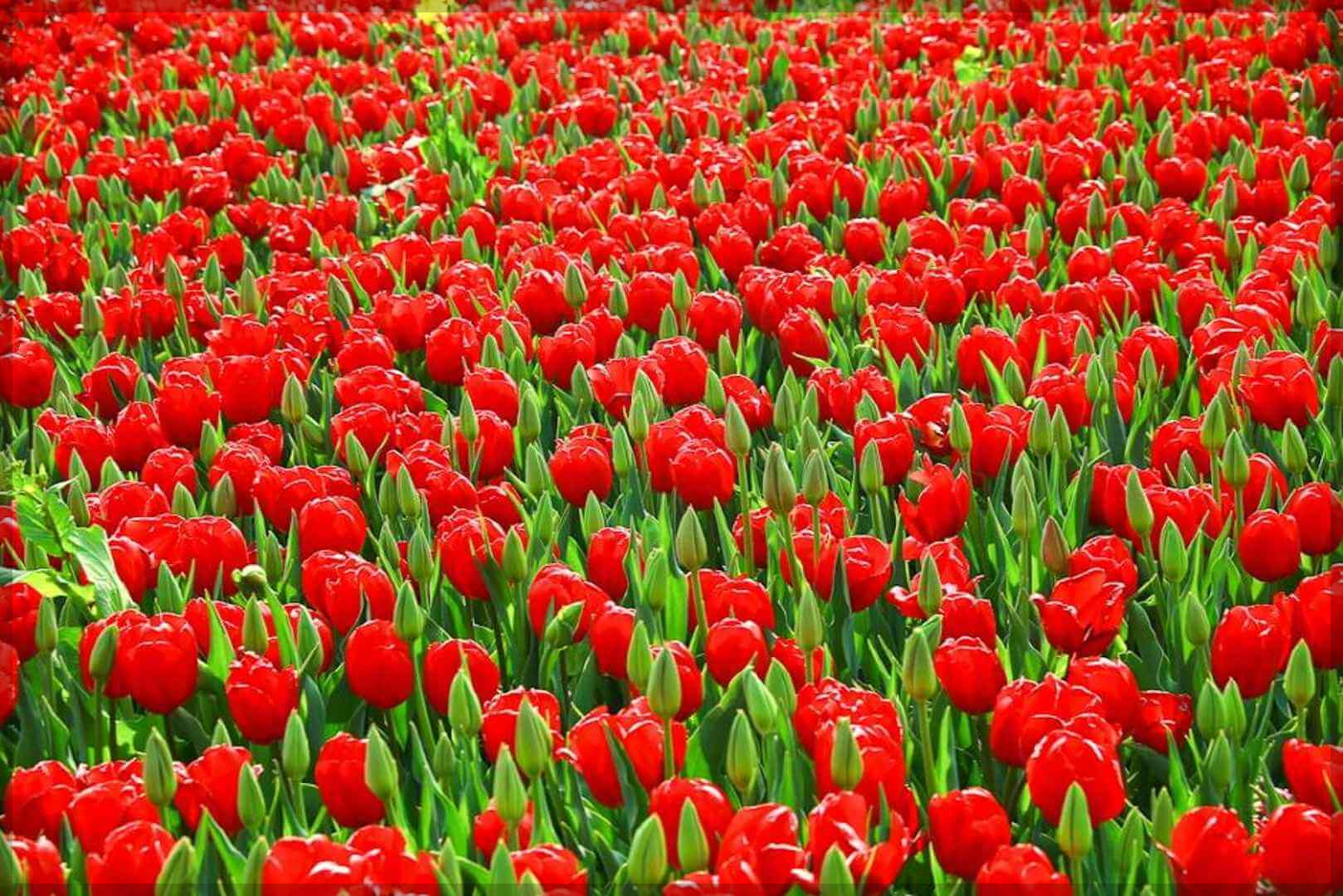 2024 태안 튤립 축제 일정 기간 입장료 할인 주차장