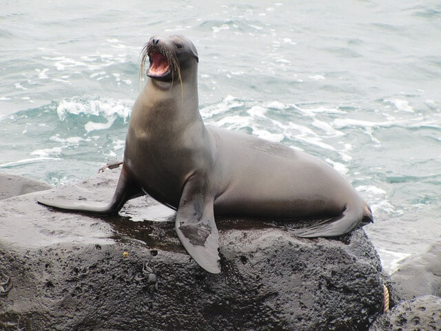 sea-lion