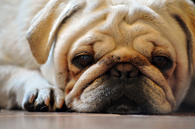 반려동물의 분리 불안 다루기