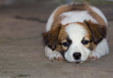 한숨을 쉬는 개