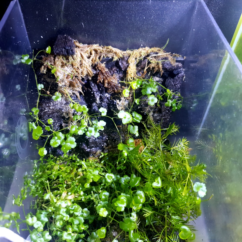 꼭꼭 숨어라 어디 있니 뱀파이어 크랩