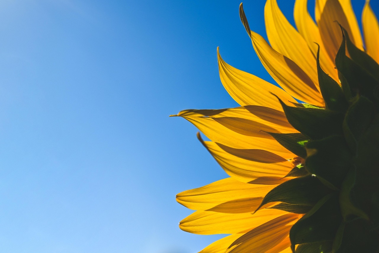 함안 강주 해바라기 축제