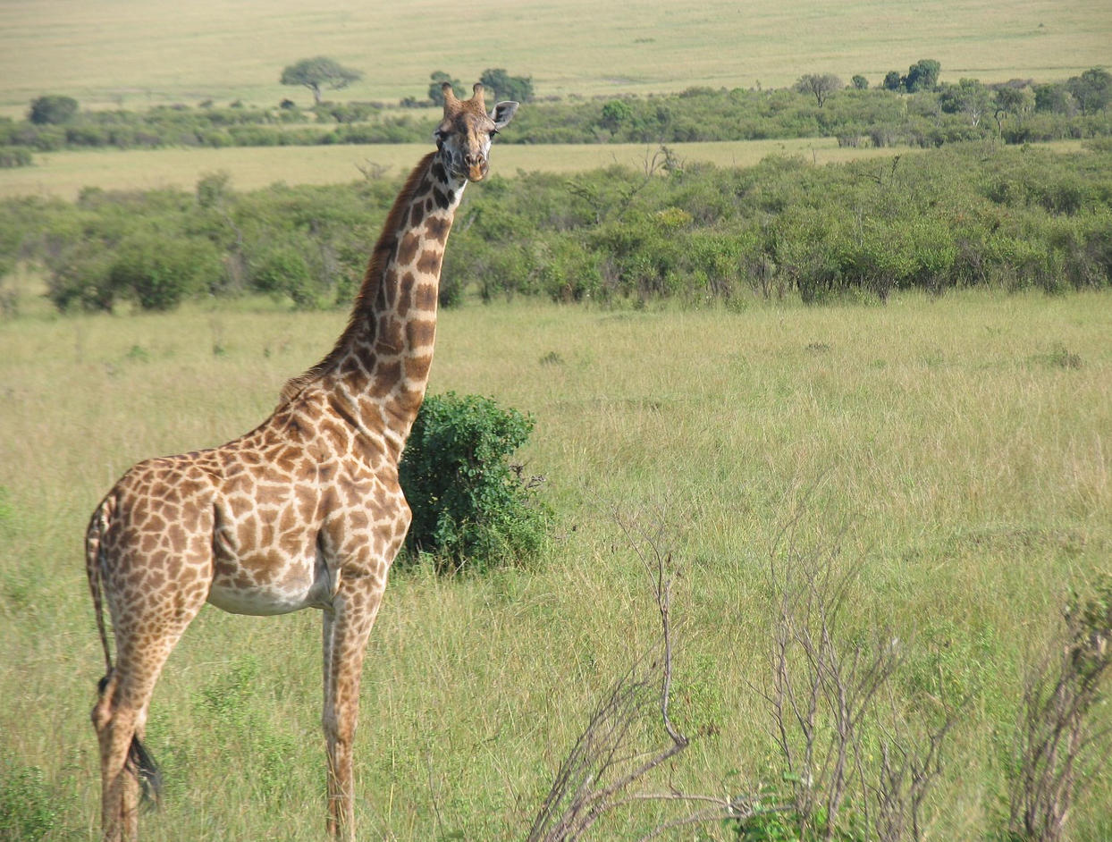마사이마라 국립보호구역 사진