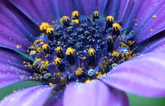 러브버그 익충, 퇴치방법은?