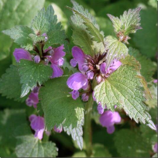 광대나물의 효능 및 영양성분 먹는 법과 주의점