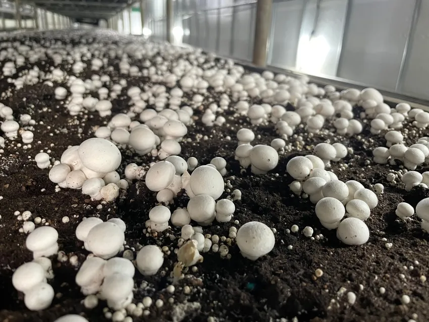 양송이버섯 재배 배지 준비 온도 습도 수확 정리_2