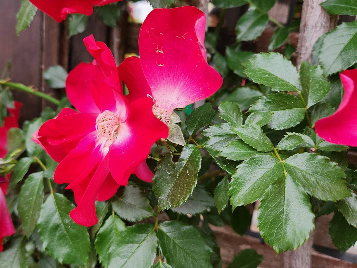 덩굴장미 다이나마이트 Dynamite