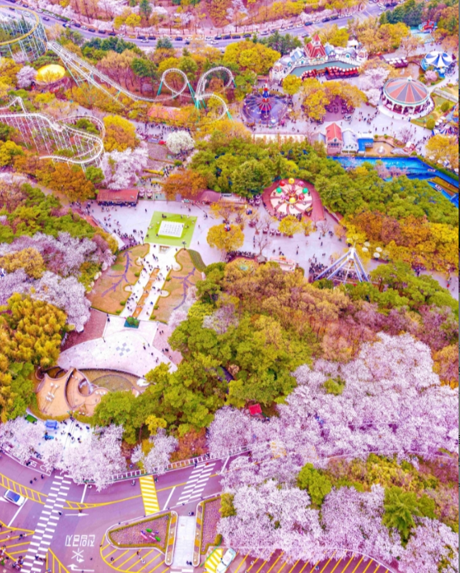 이월드 블라썸 피크닉 기본정보