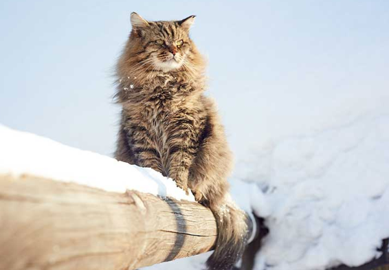사이베리안 포레스트 캣이 주의하고 싶은 질병의 이미지