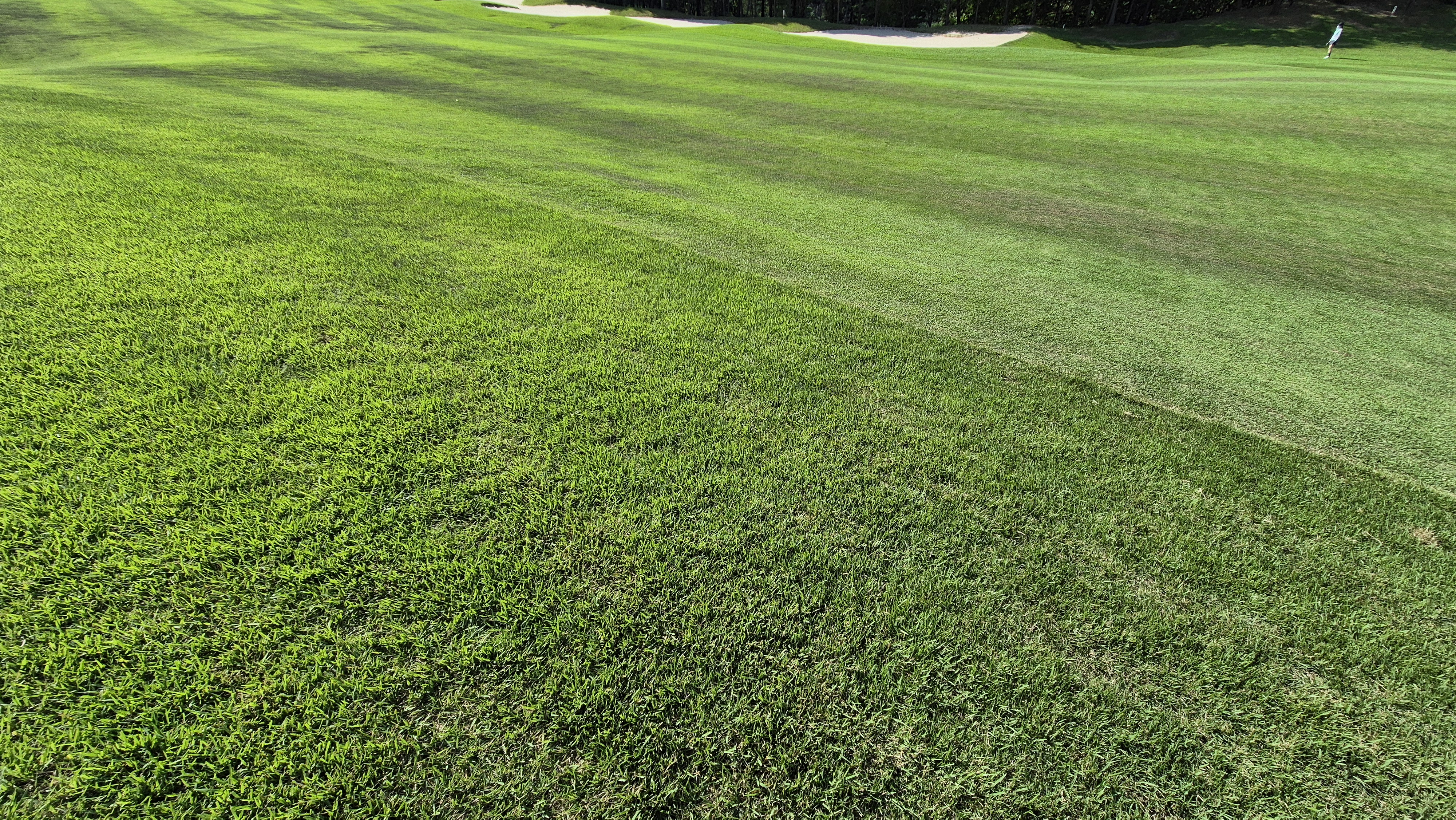 대영힐스cc 청-력 코스 라운드 후기