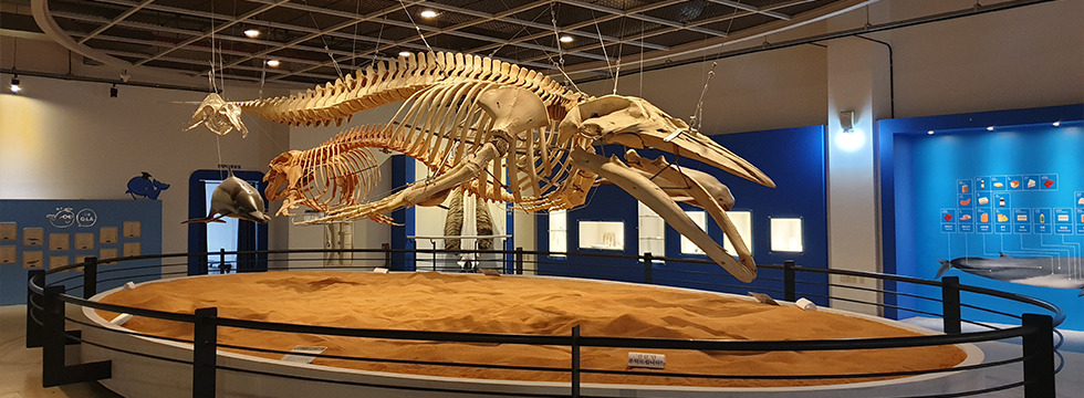 장생포 오색 수국정원, 겹벚꽃 부터 서부해당화, 철쭉, 라벤더까지!