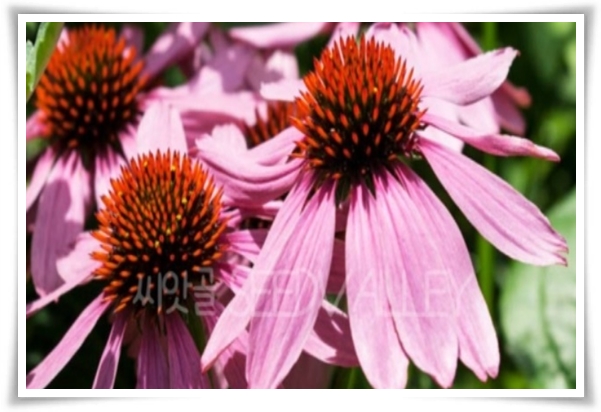 "에키네시아" 자연이 주는 건강의 선물, 건강을 지키는 허브 꽃!