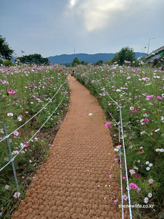 구리 한강시민공원 힐링캠프 코스모스 꽃길 전경