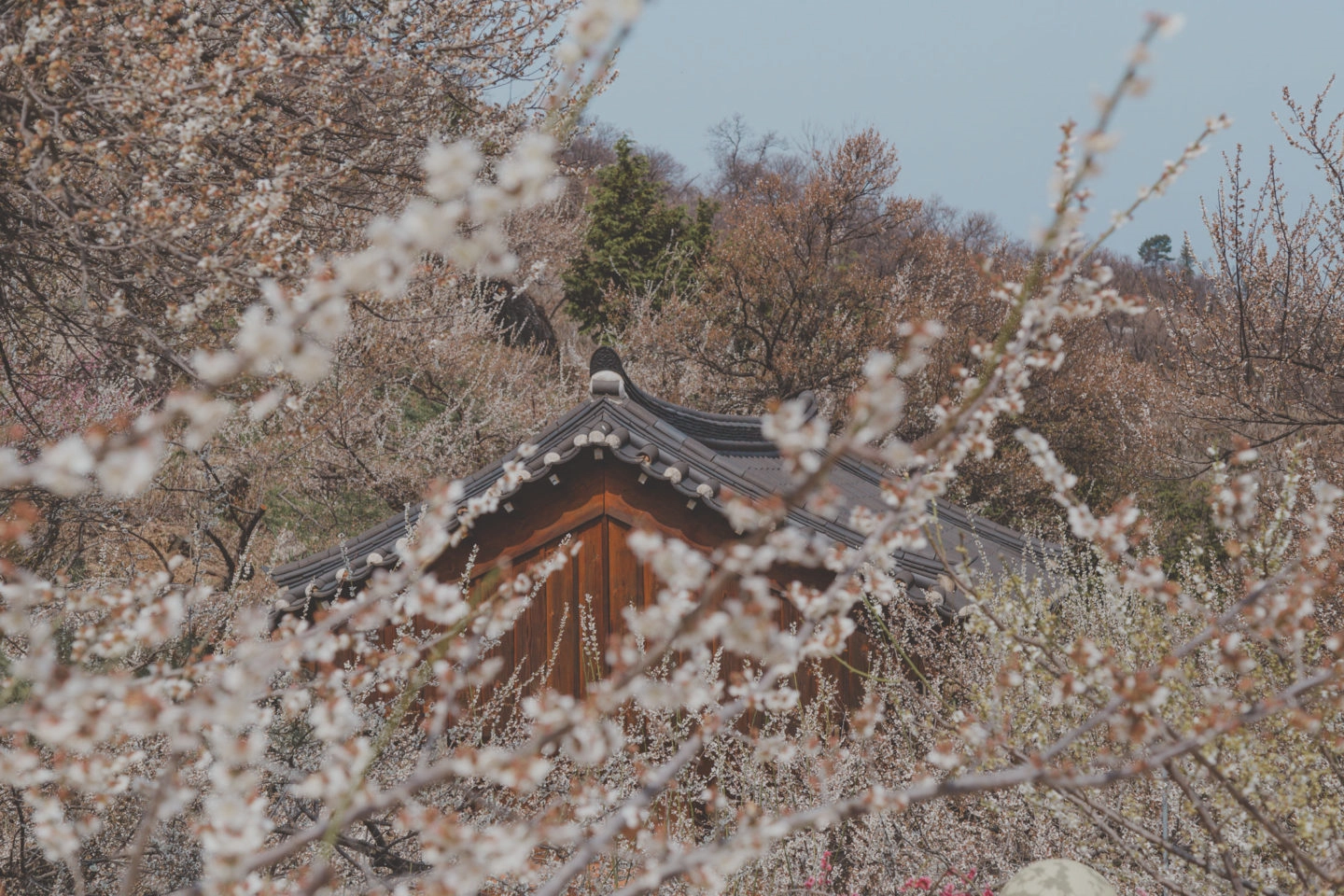 광양 매화마을 섬진강변 하얀 매화꽃 전경