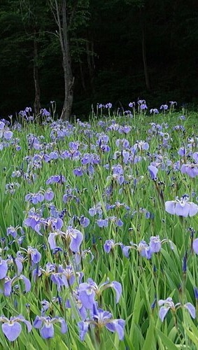 숲나들e 무봉산 자연휴양림 국내 여행지 추천 관련사진