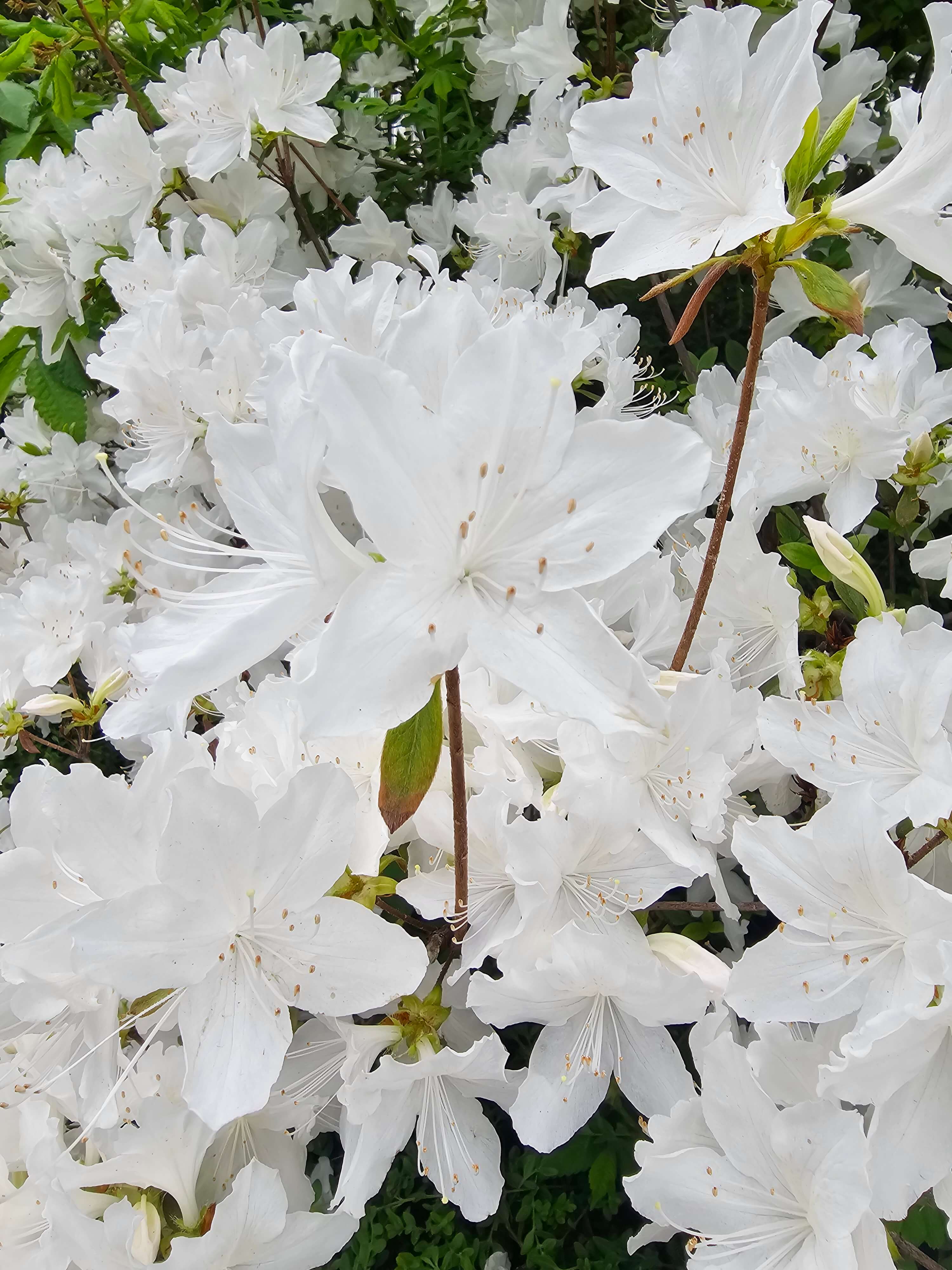 🌸 하얀 철쭉의 순수한 아름다움 햇살 아래 눈부시게 피어난 하얀 철쭉은 마치 순백의 설경을 닮았습니다. 은은한 향기와 청아한 자태가 보는 이의 마음까지 정화시켜주는 듯해요.