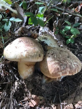 송이버섯 채취시기가격 정보를 확인_18