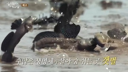 갯벌의짱뚱어