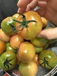 대저 토마토 관련사진