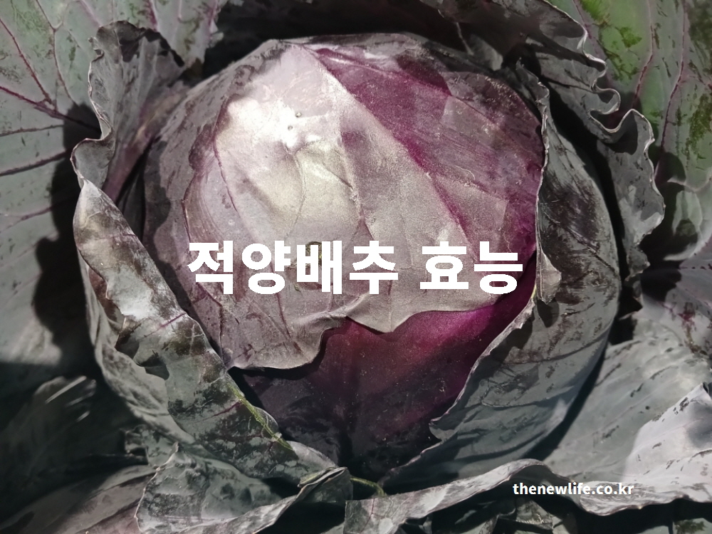 적양배추 효능이라는 제목 텍스트가 적힌 보라색 적양배추 대표 사진