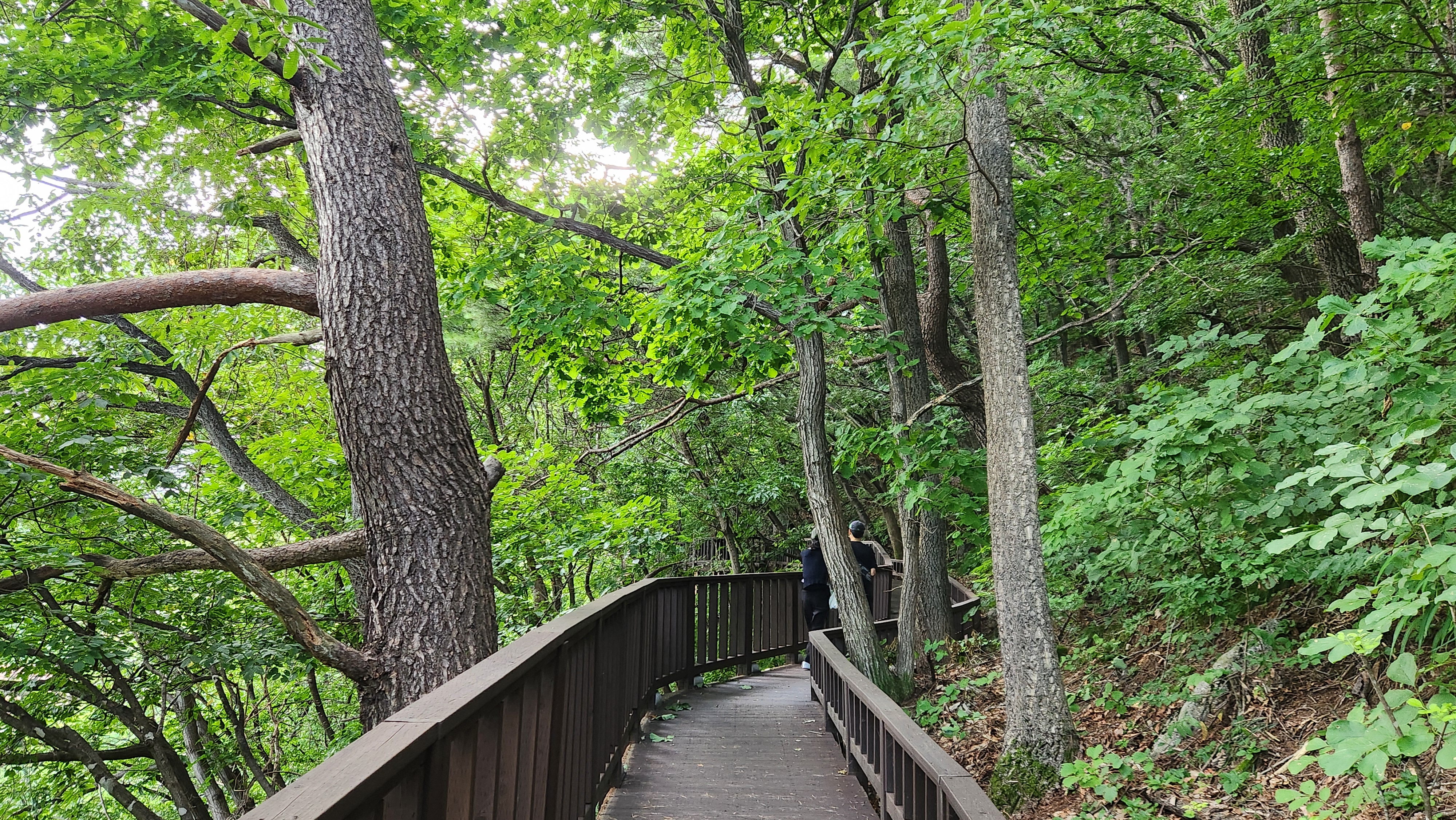 국립산림치유원 예천 문필마을의 산책로, 문필 데크로드를 걷는 막내와 와이프