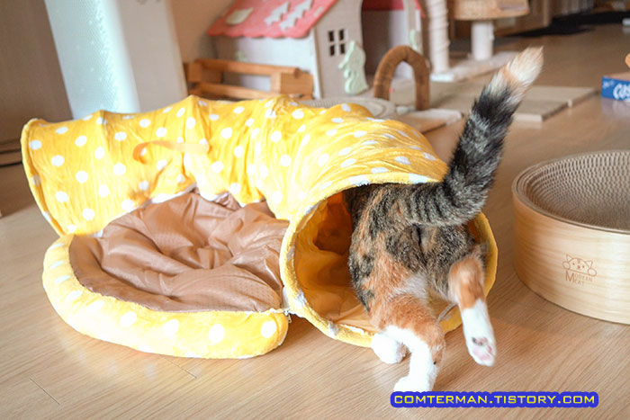 고양이터널 우다다