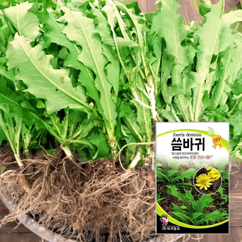 씀바귀 무침 김치 담그는법 레시피_2