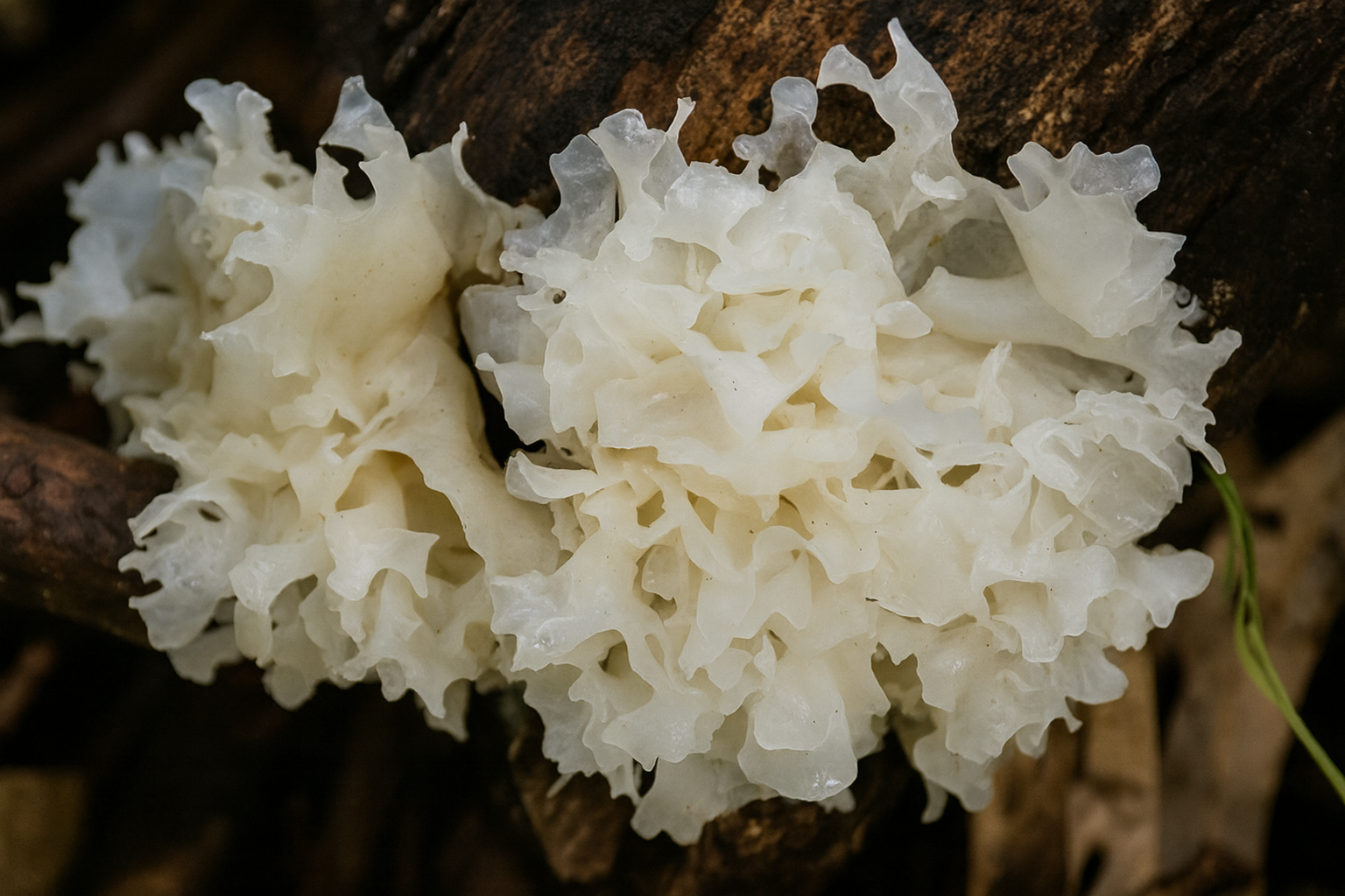 쫄깃한 버섯, 목이버섯 vs 백목이버섯, 뭐가 다를까? : 특징, 효능, 불리는법, 보관 꿀팁