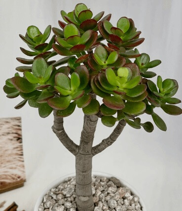 돈이 들어오는 식물