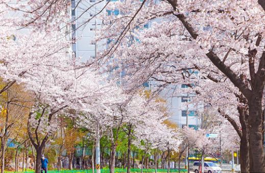 도봉구 벚꽃