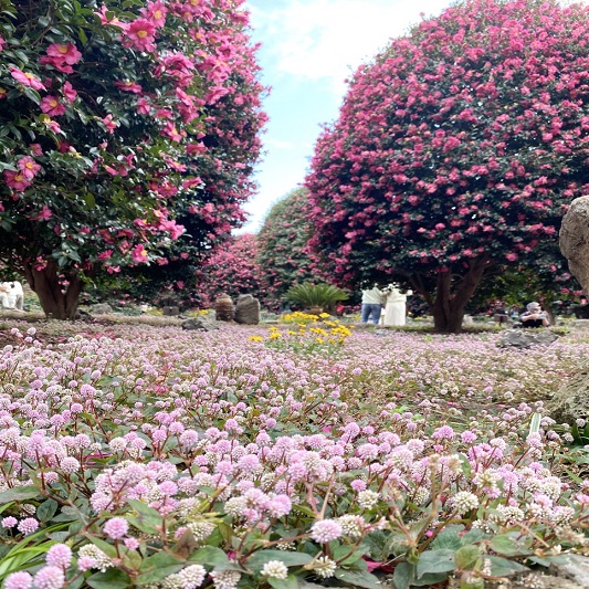 동백 나무와 갯모밀